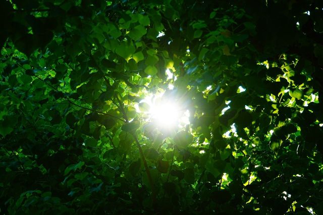 葉の間から光