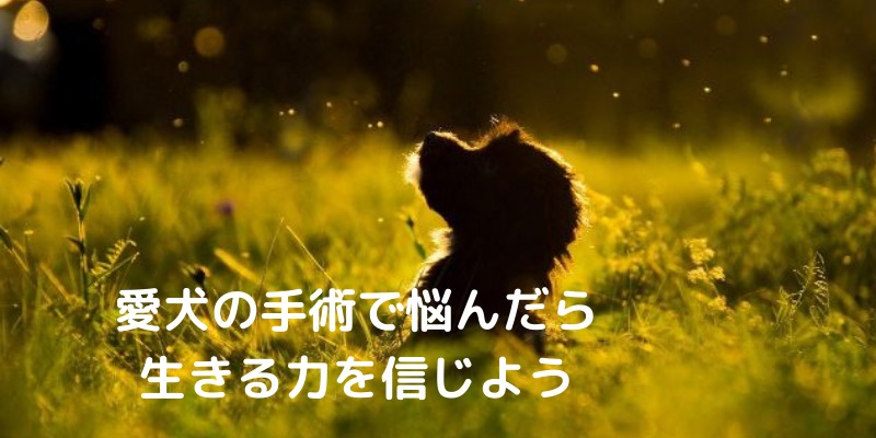 子犬シルエット　草むら　太陽の光