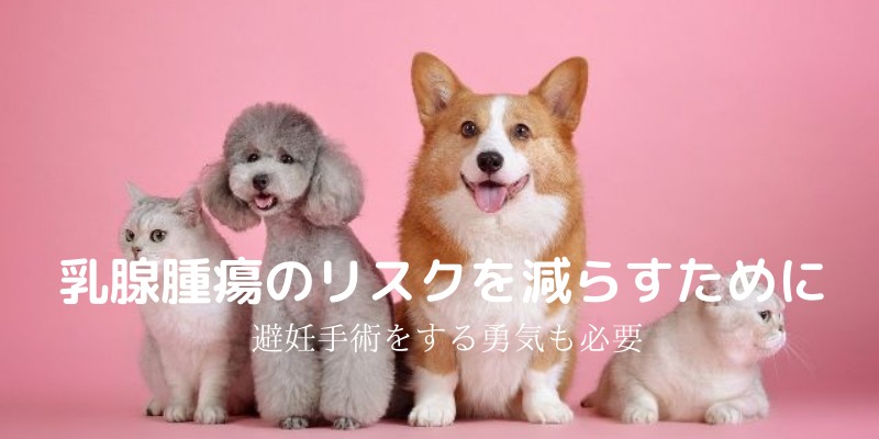 犬と猫が並んで座っている