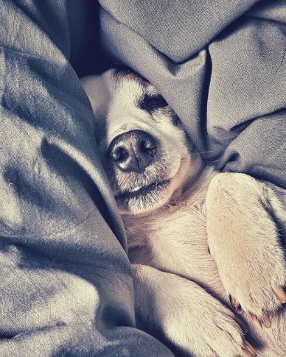 布団に埋もれて寝ている犬