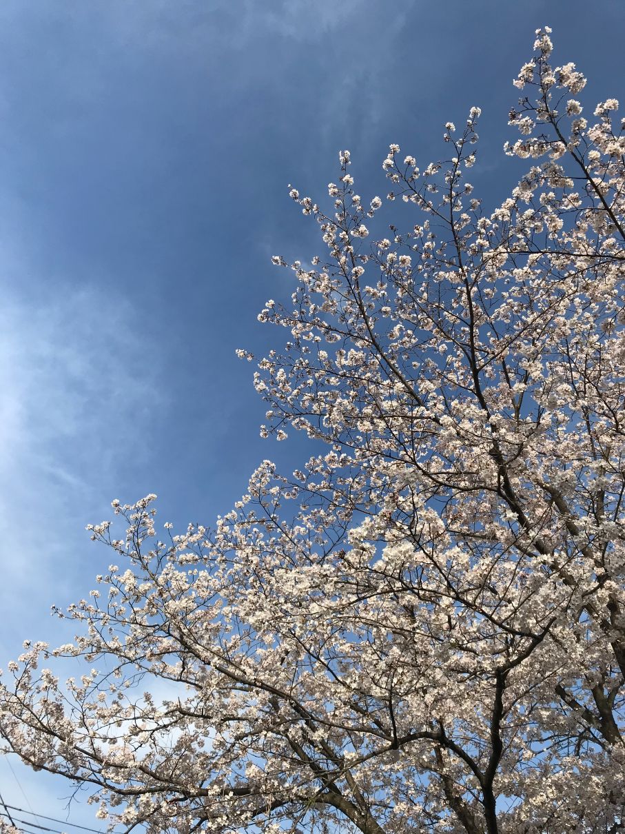 青空と桜の木