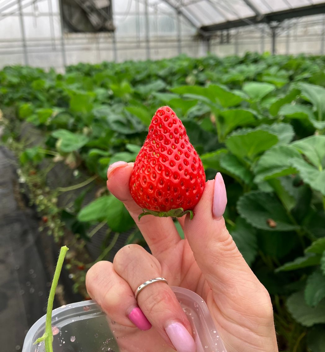 イチゴを一粒持つ手